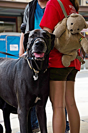 DOGGIE